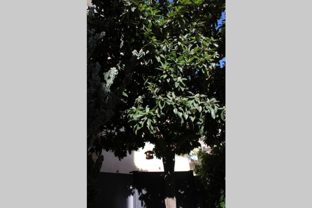 Loquat House Nel Giardino Segreto In Zona Vaticano Roma Ngoại thất bức ảnh